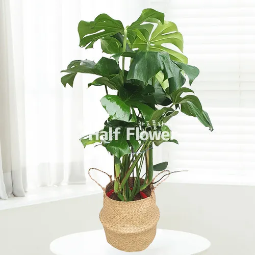 화분 여행 전 관리 급수준비 조명타이머 통풍점검 안심외출 체크_5