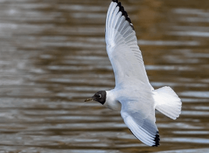 나는 꿈, 날으는 꿈, 날아오르는 꿈