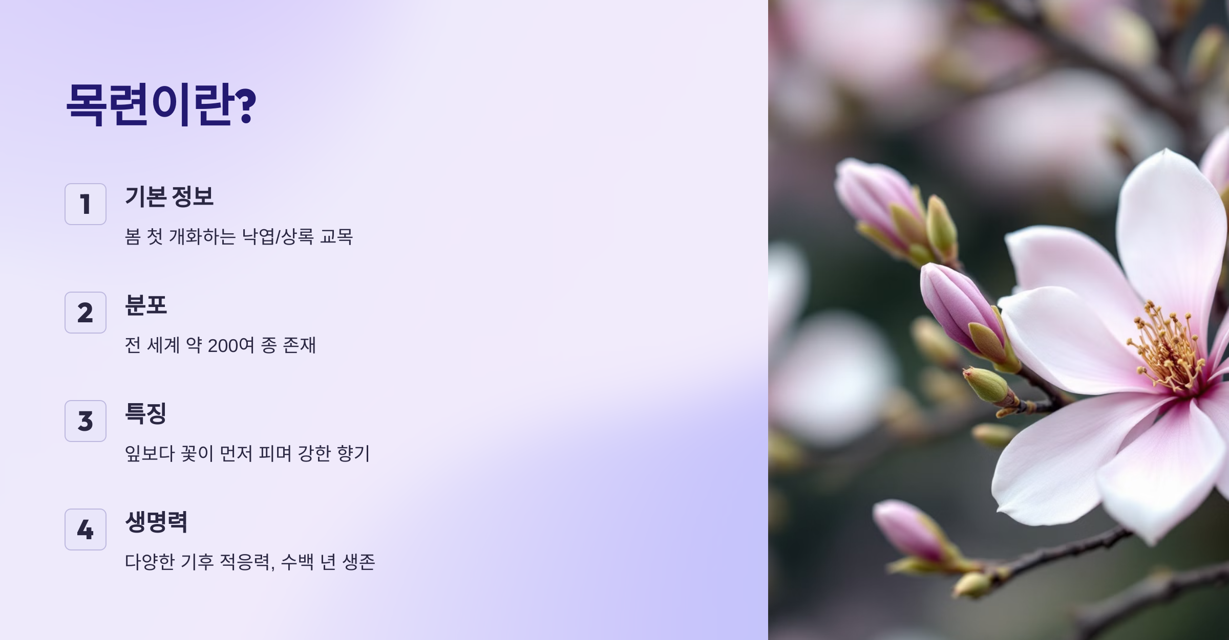 목련 사진