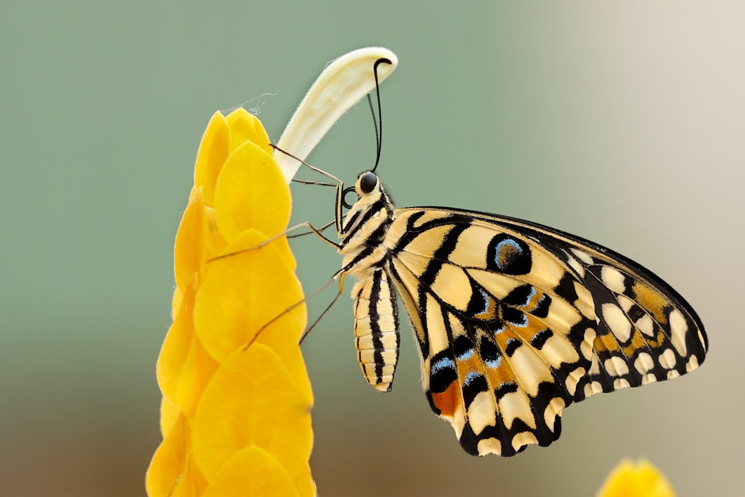 Insect