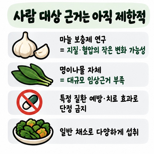 마늘 보충제 연구에서 지질과 혈압에 작은 변화 가능성이 보고됐지만 명이나물 자체의 사람 대상 근거는 충분하지 않음을 정리한 카드