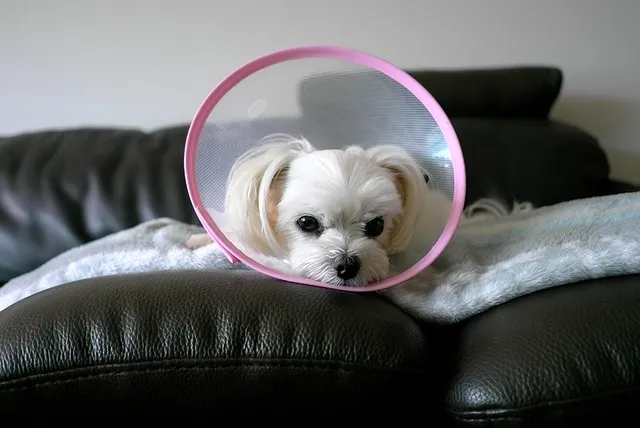 말티푸가격 2024년 솔직한 분양가 정보_7