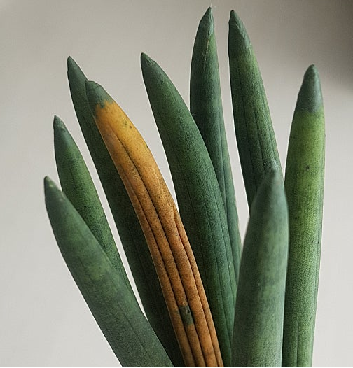 식물 잎 끝이 갈색으로 변할 때 원인과 해결법