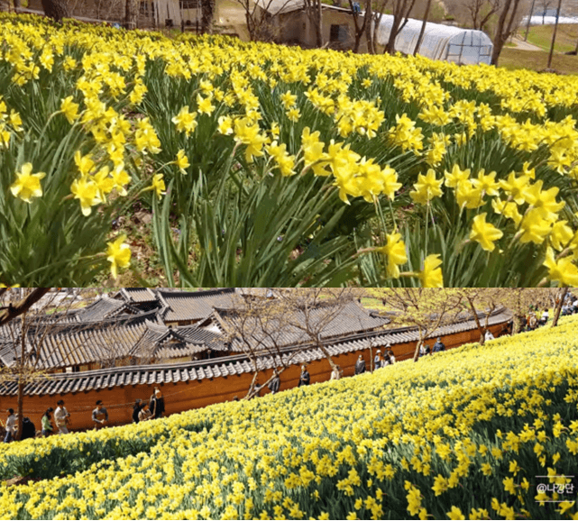 서산 유기방 가옥의 백만송이 수선화 풍경
