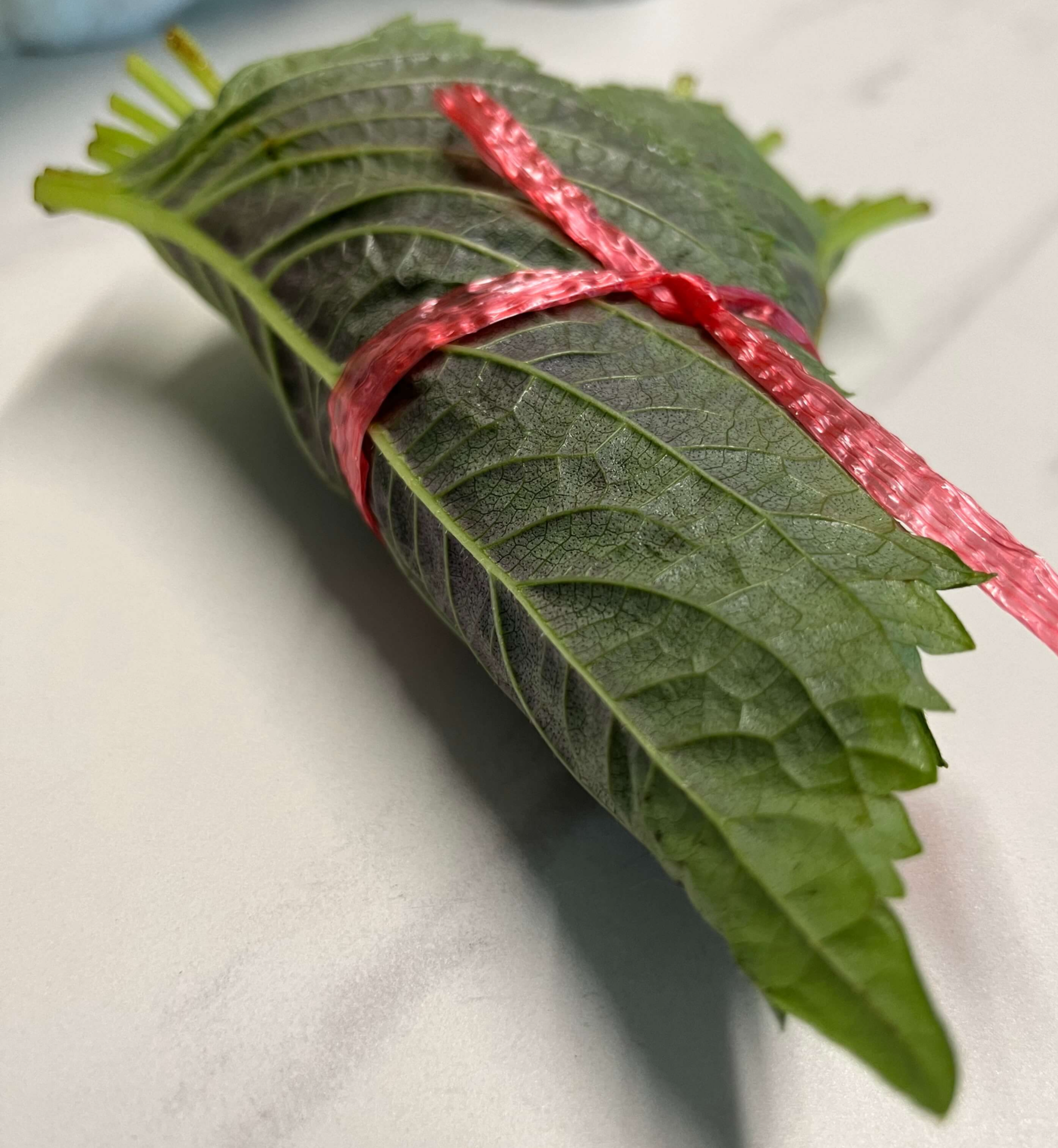 꺳잎