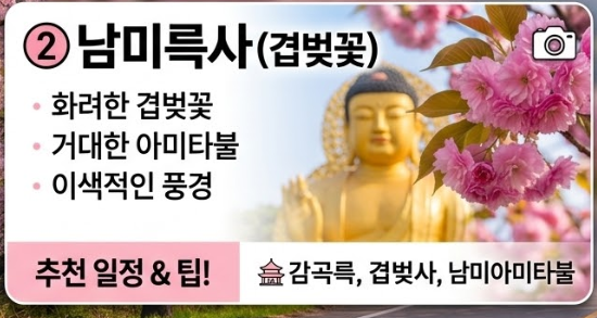 강진 벚꽃