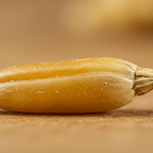 카무트효소 많이든 곡물 사진