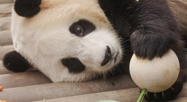 안녕할부지예매