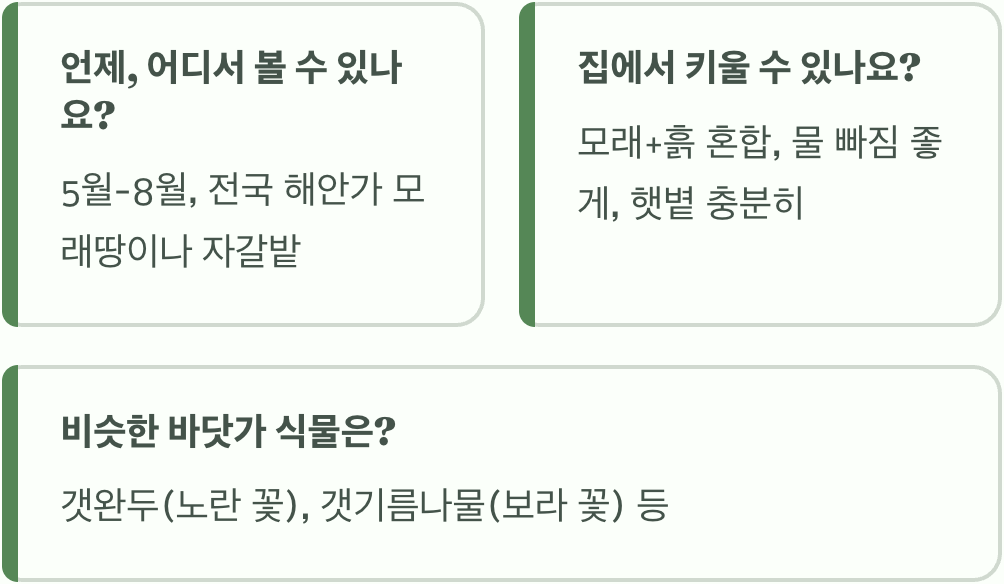 바닷가 모래밭의 분홍 나팔, 갯메꽃의 모든 것