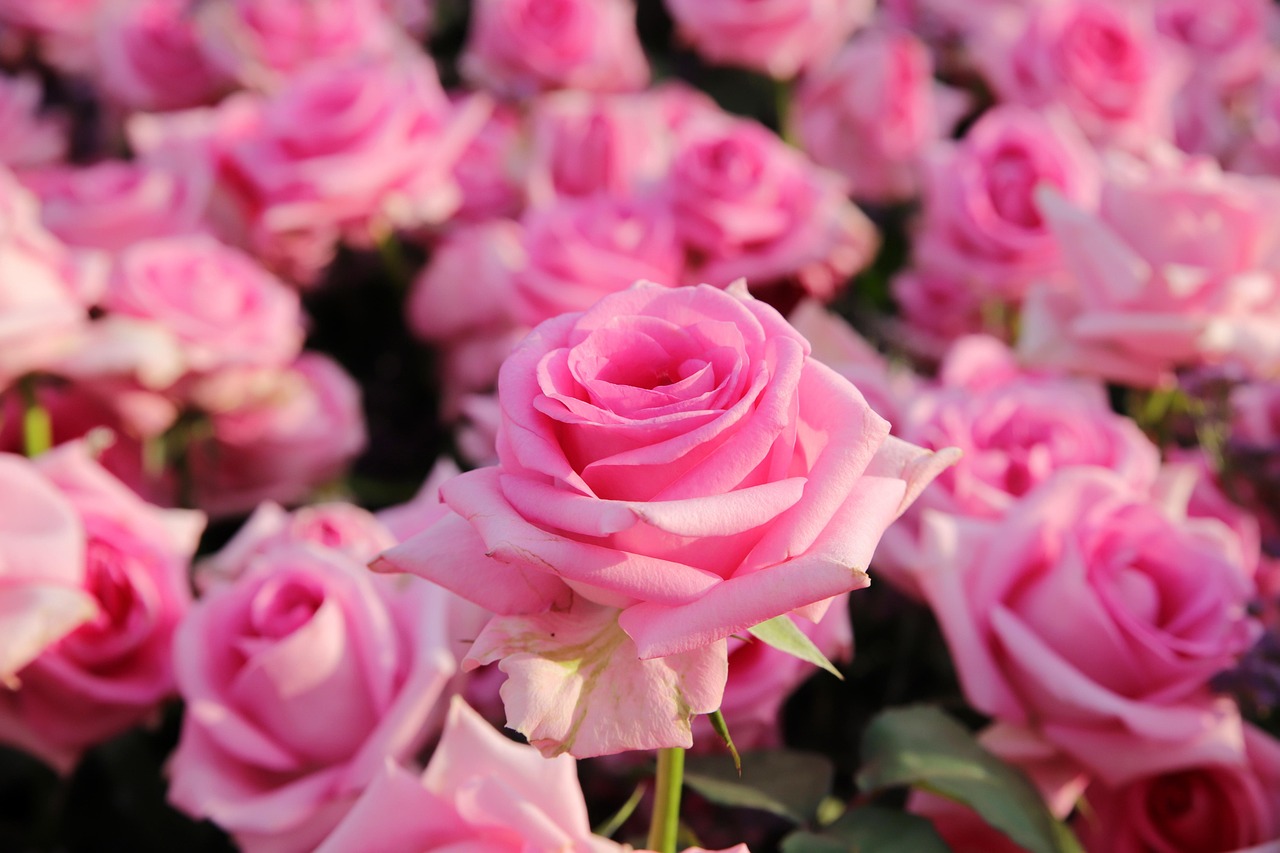 서울 중랑 장미축제와 유럽 장미축제 알아보기