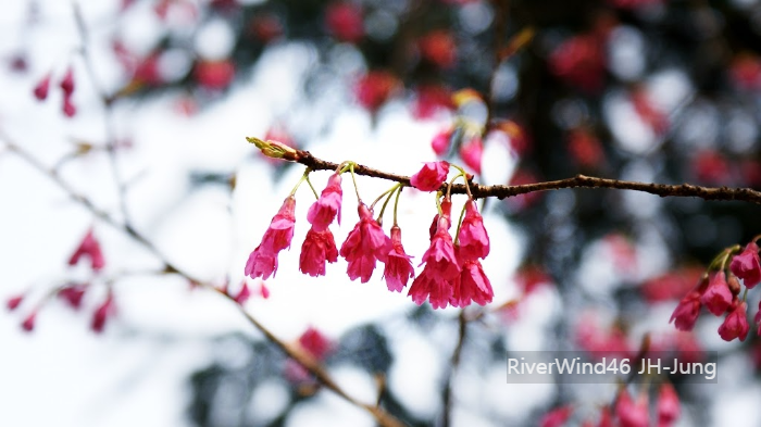 해운대 달맞이길 벚꽃