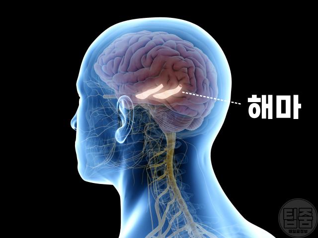 내장지방 알츠하이머