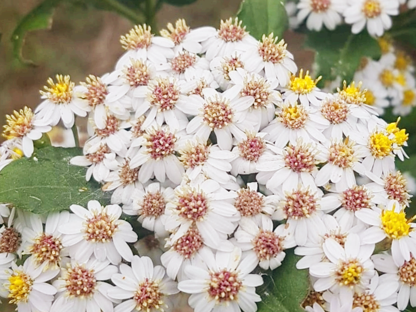 섬쑥부쟁이 재배법 (부지깽이나물, 효능과 먹는법, 텃밭 가꾸기)