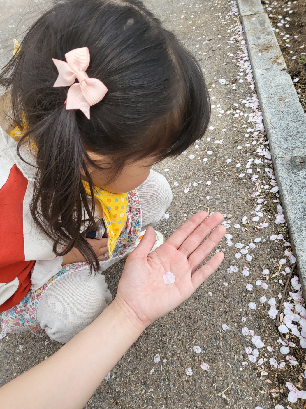 떨어진 벚꽃잎을 보는 아이