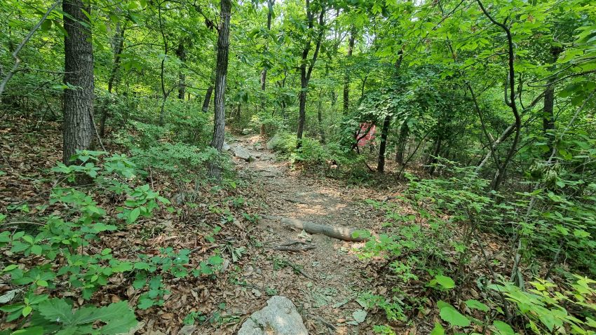 울창한 숲속으로 진입하는 오솔길