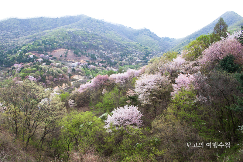 금산 보곡산골 산벚꽃 풍경
