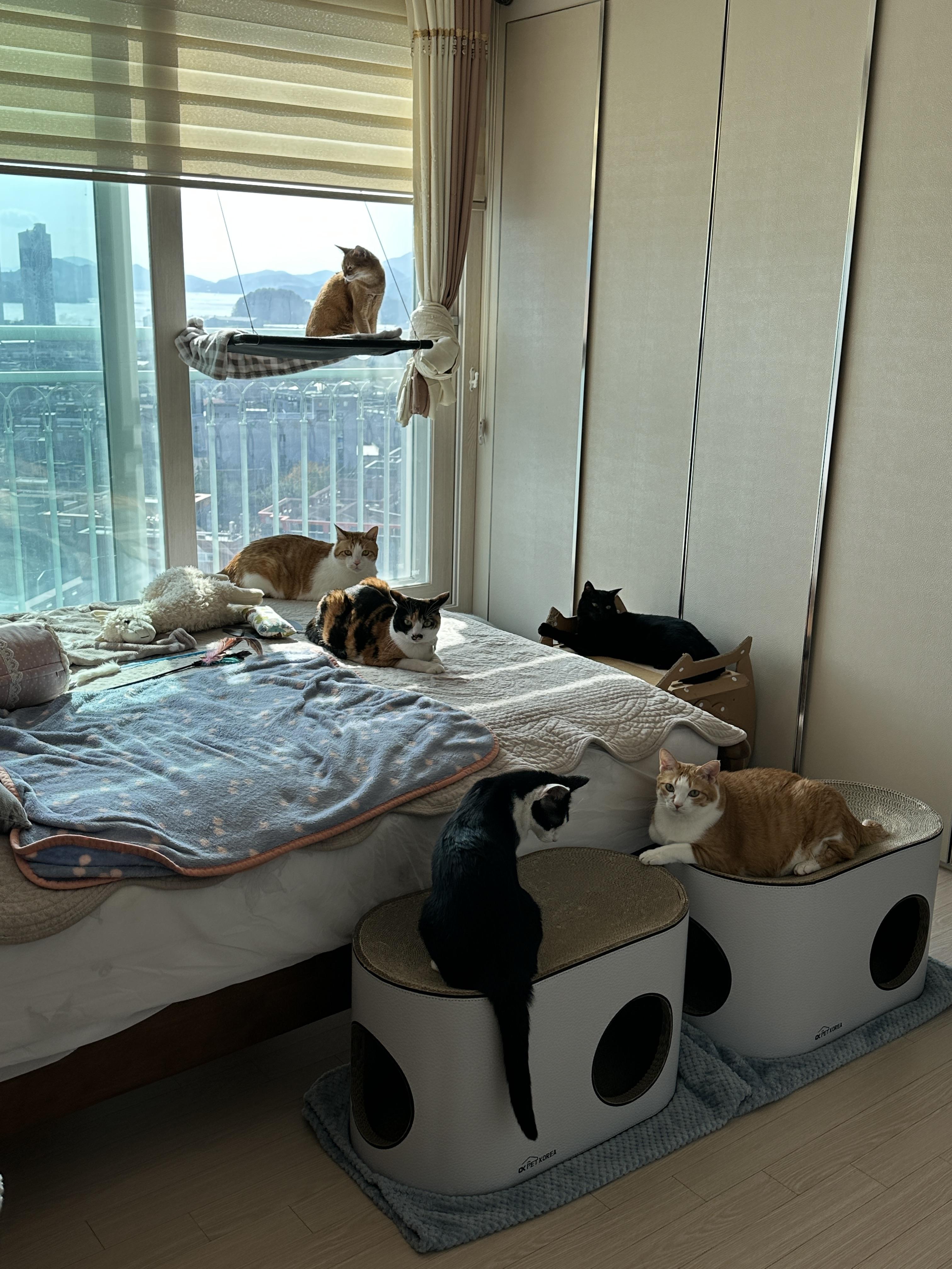 침대위에_모여있는_고양이들_2