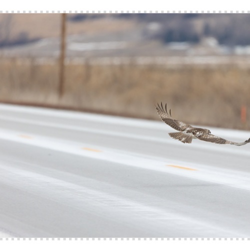 로드킬 사체처리 신고