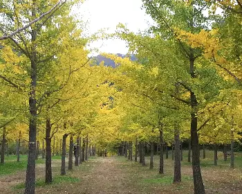 홍천 은행나무숲_17