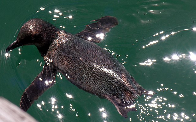 헤엄치는 요정펭귄