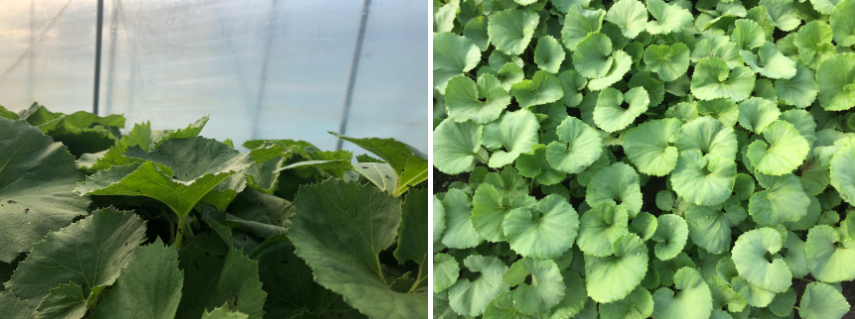 생방송투데이 봄머위 효능 및 구매방법 이주의장바구니 충남 논산 이메골농장