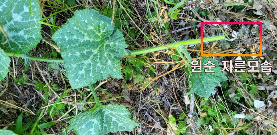 호박 원순 자른 모습