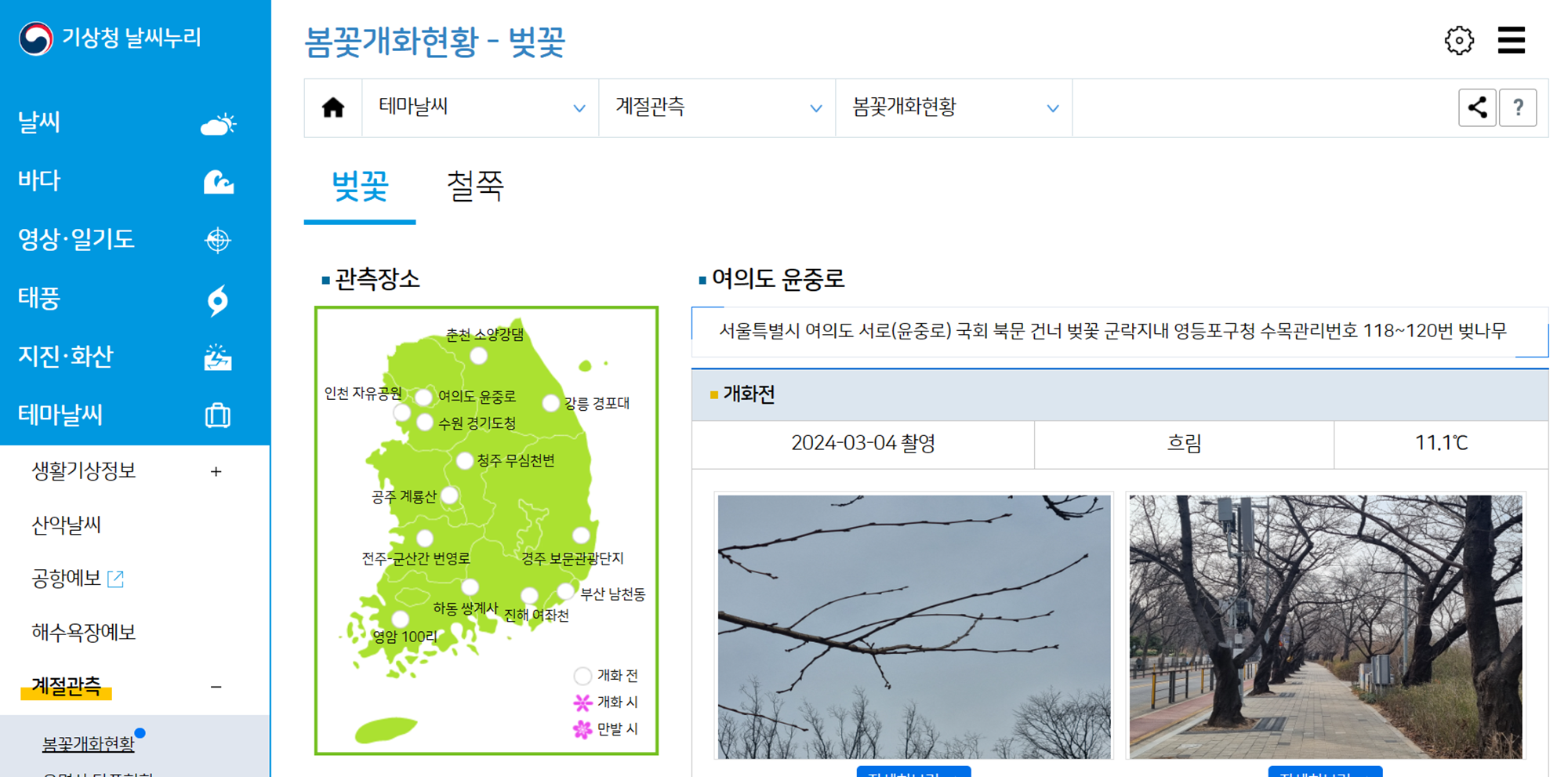 봄꽃 개화현황 벚꽃