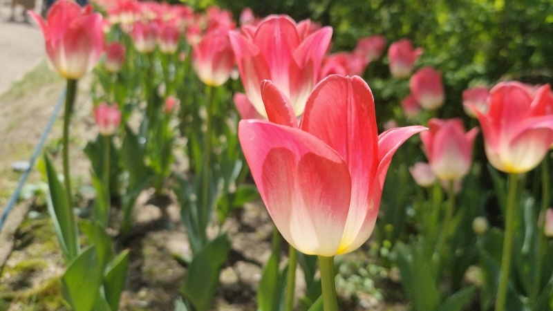 튤립