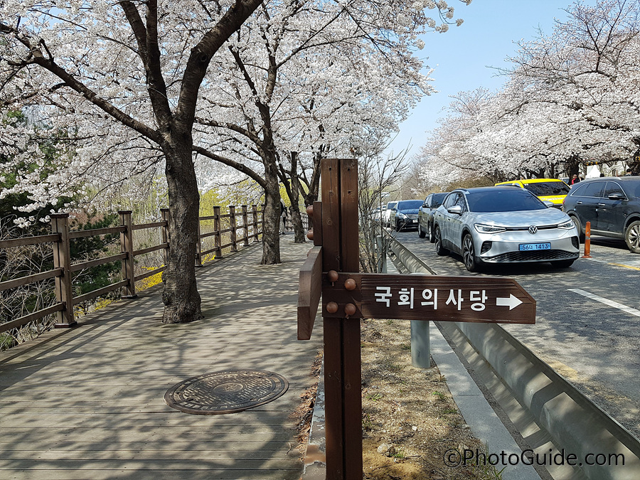 여의도 벚꽃