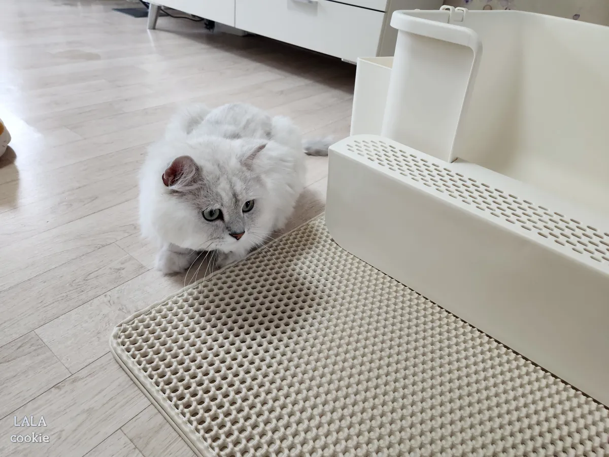 고양이-모래-매트-추천-모래-매트를-보는-고양이-앉아-있다