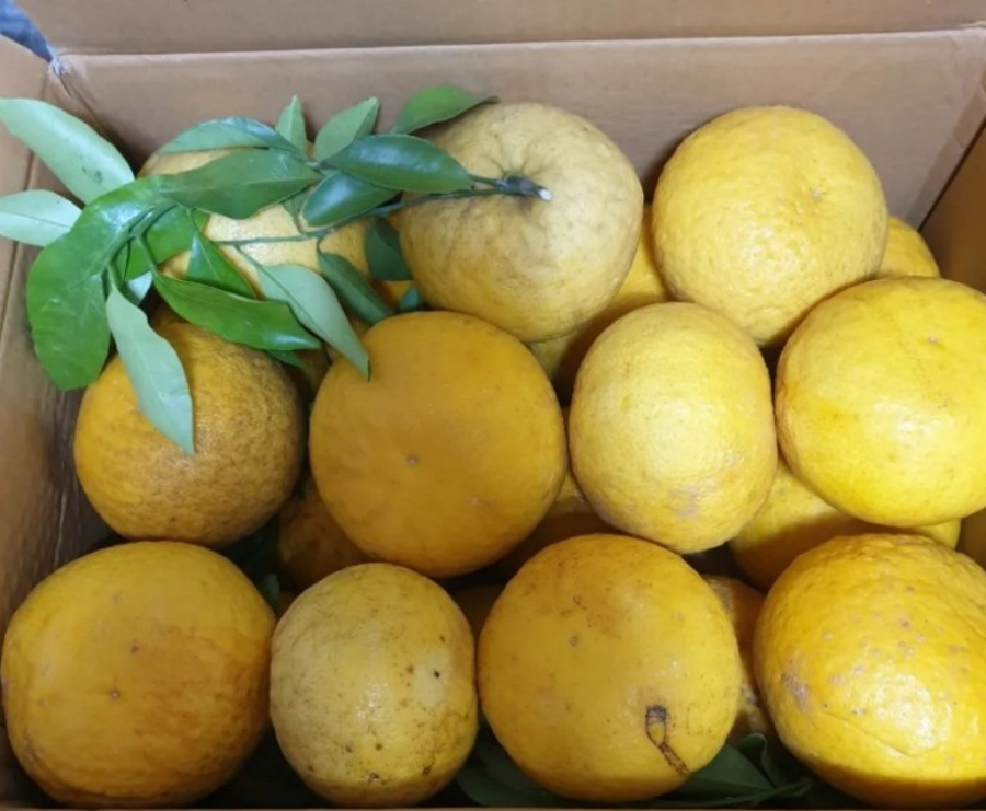 제주도가 산지인, 제주도 토종 귤인 나쯔미깡(하귤)을 따서 상자에 가득 담아놓고, 위에서 확대하여 찍은 사진