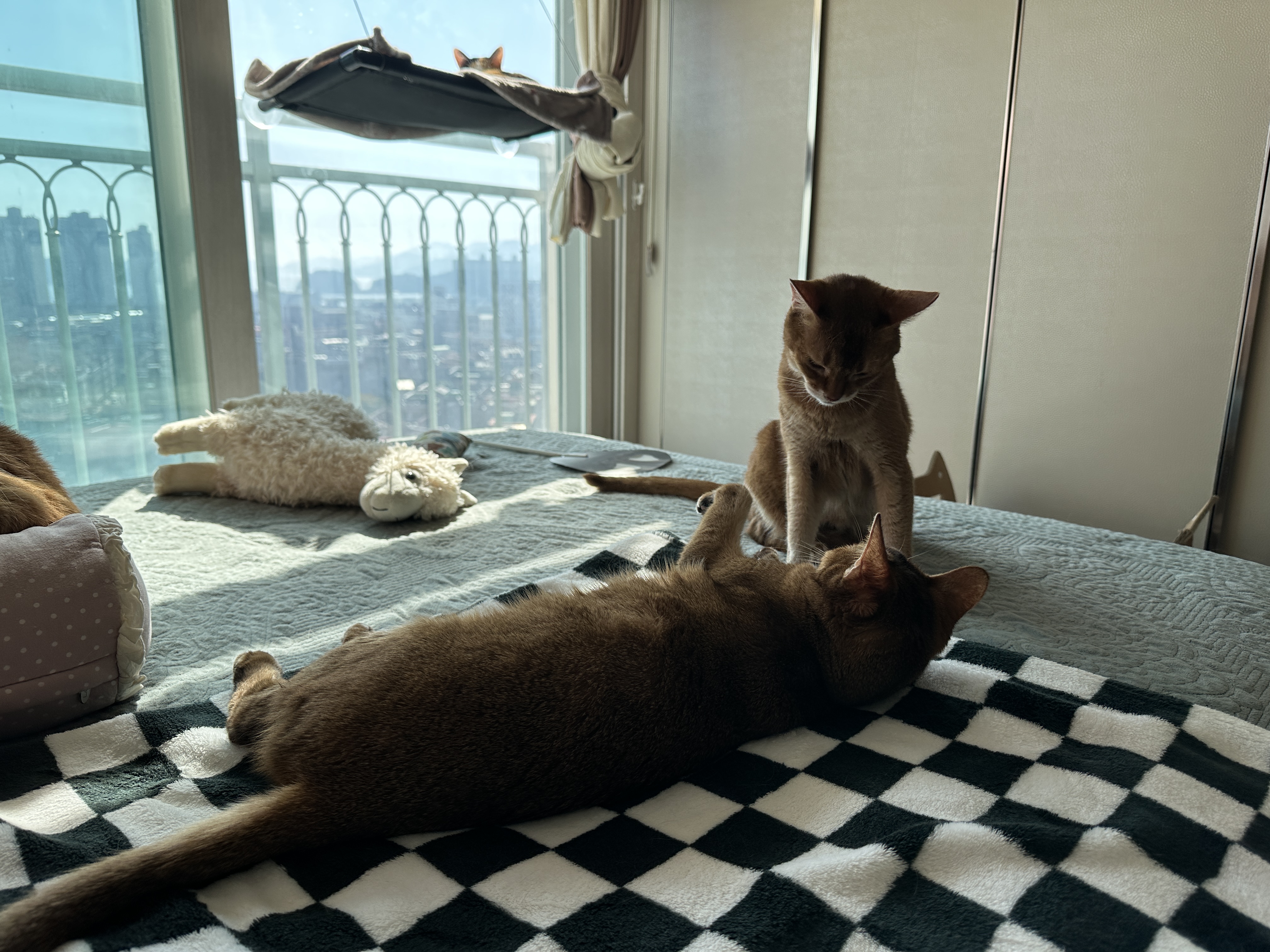 투닥거리는_아비시니안_루나와_루디