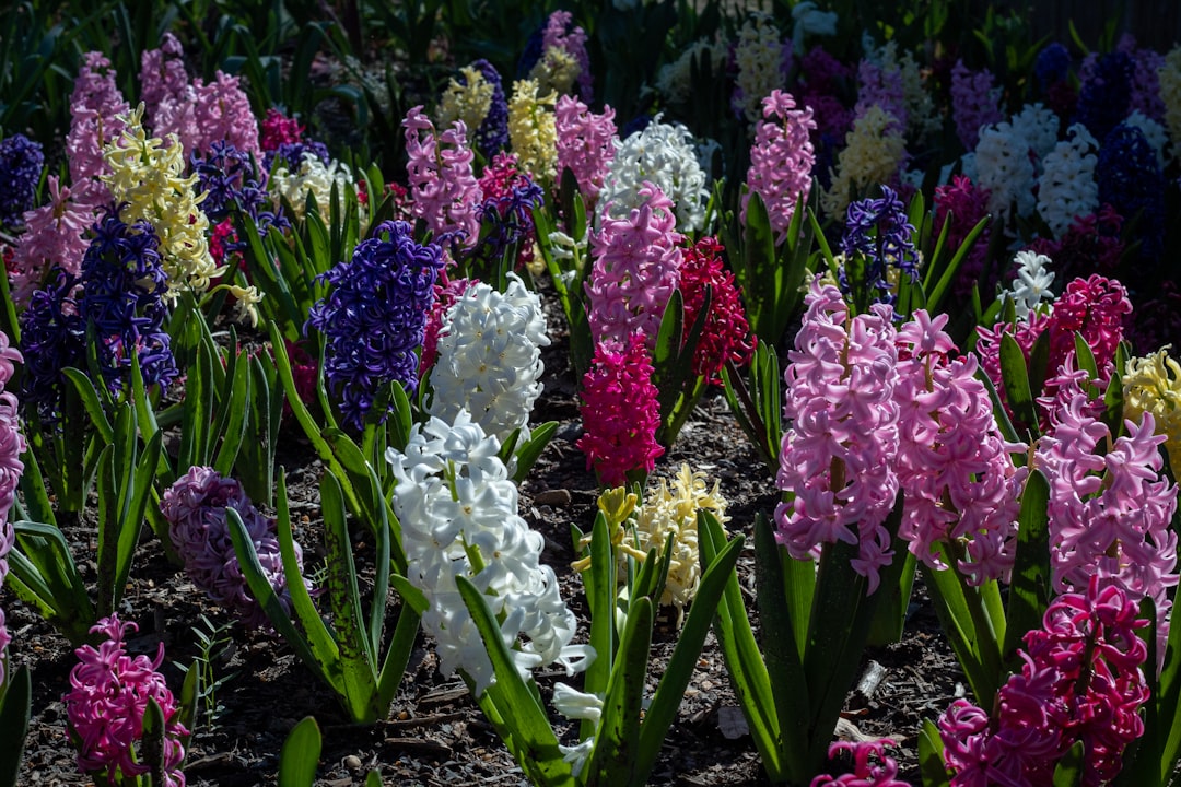 Hyacinth