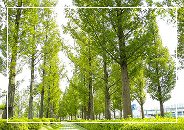 부산시민공원 메타세쿼이아길 이미지 / 출처: 부산 시민공원