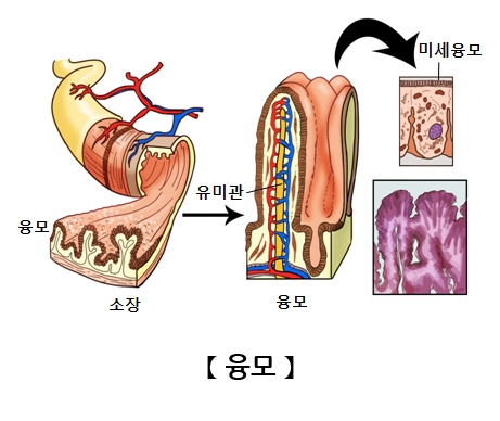소장내 융모의 구조