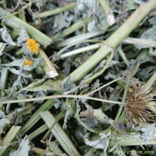 도깨비바늘 효능