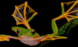 개구리 나오는 꿈