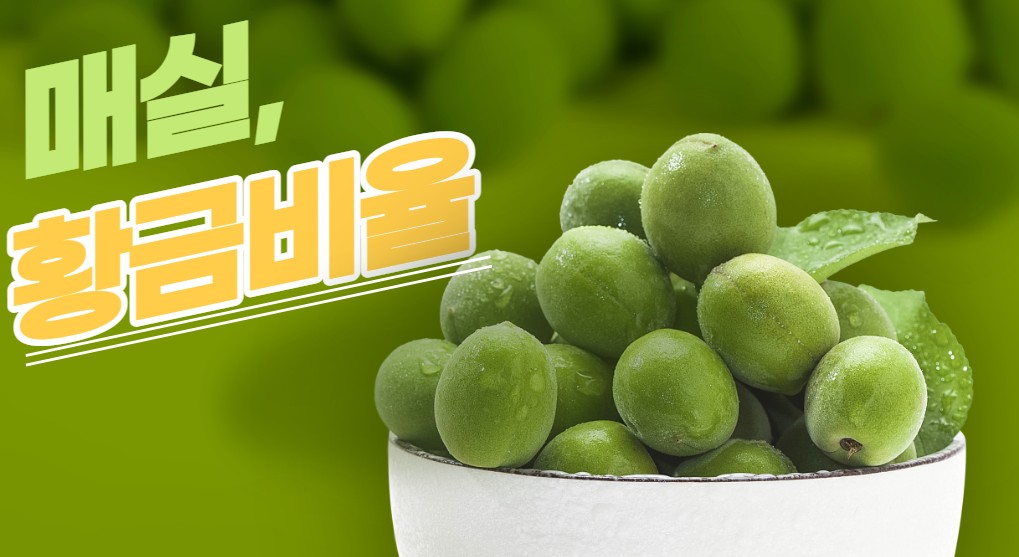 매실청 황금비율 설탕 선택하기 보관방법 꿀팁