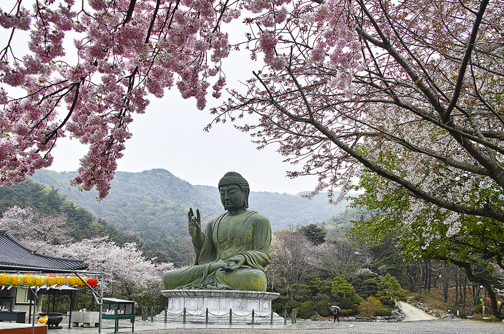 천안 각원사 겹벚꽃 / 사진출처=천안시