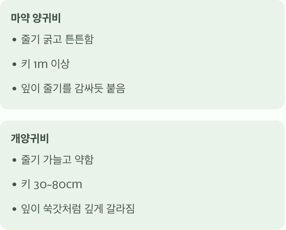 결정적 단서 3: 키와 전체적인 생김새