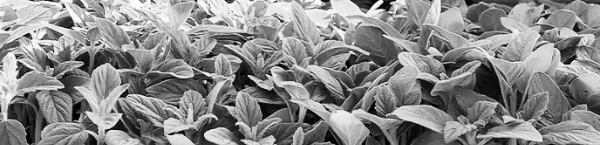 참깨 재배법 ❘ 참깨 키우기: 높은 영양가