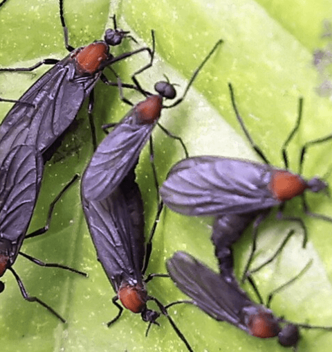 러브버그 퇴치법