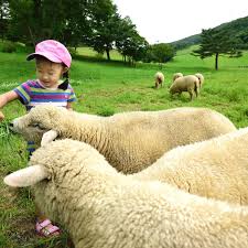 평창 대관령 하늘목장 3