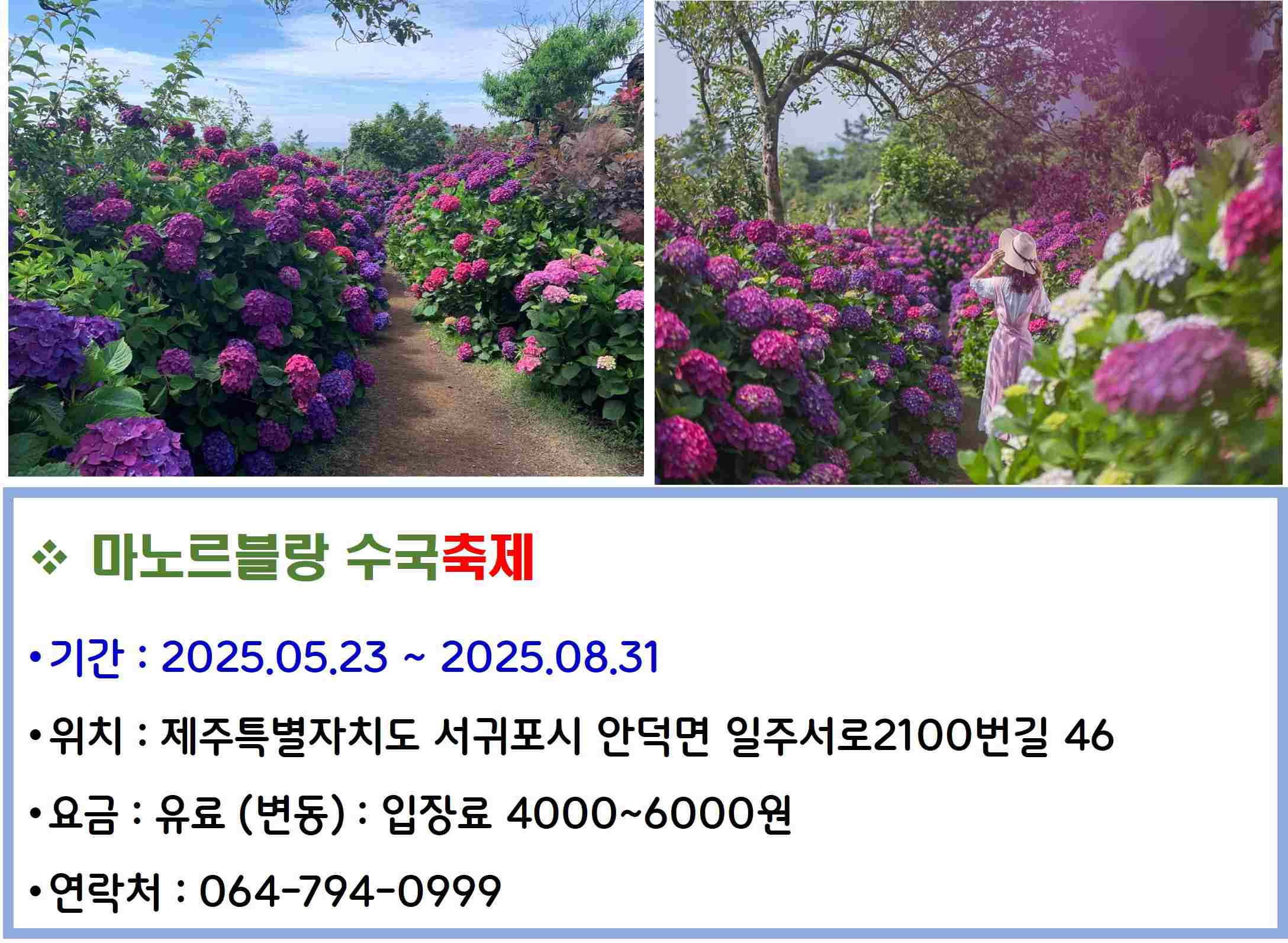 마노르블랑 수국축제