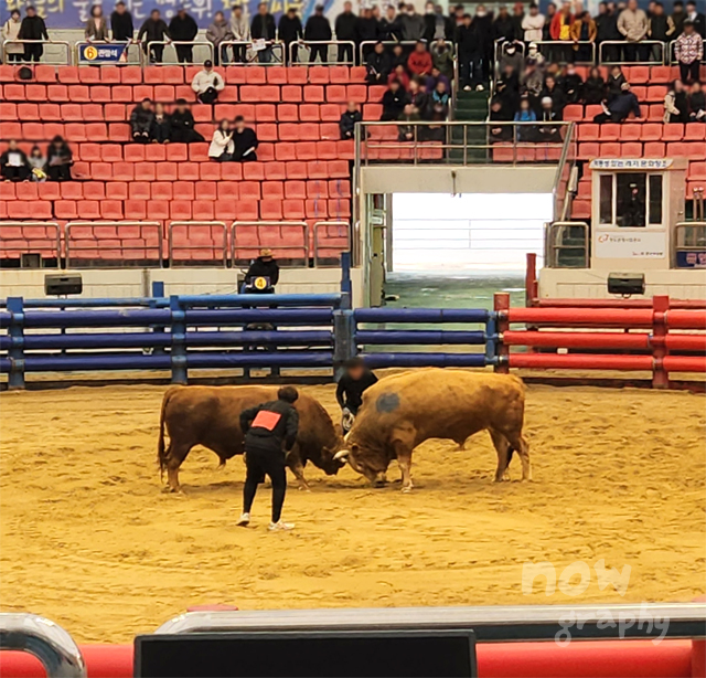 청도-소싸움경기장