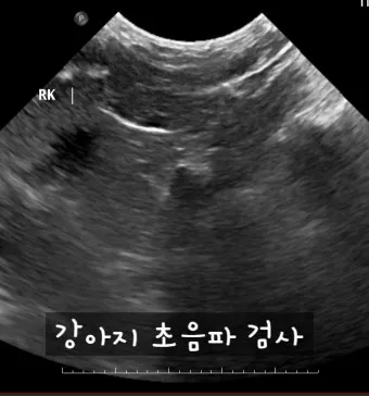 노령견 신부전2기 자연식 화식 레시피 건강식_4