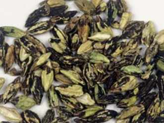 전립선 비대증에 좋은 사군자 추출물 고르는 법