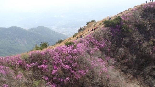 진달래가 만개한 창녕 화왕산 전경사진