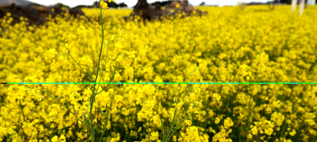 서귀포 표선 유채꽃 축제