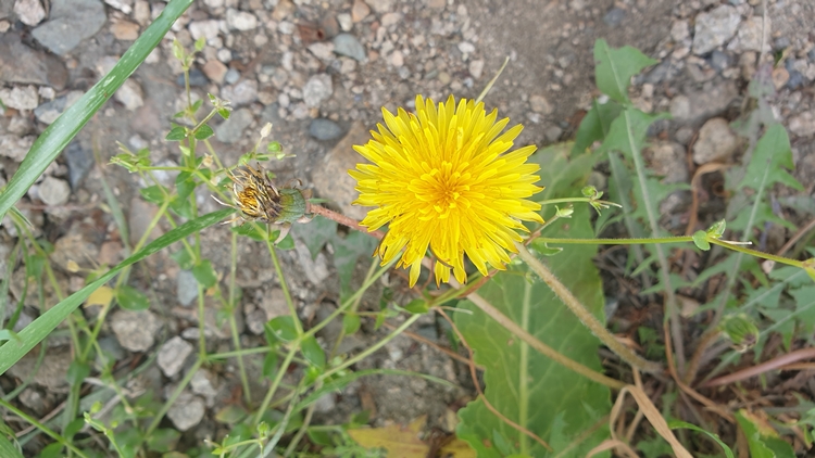 민들레